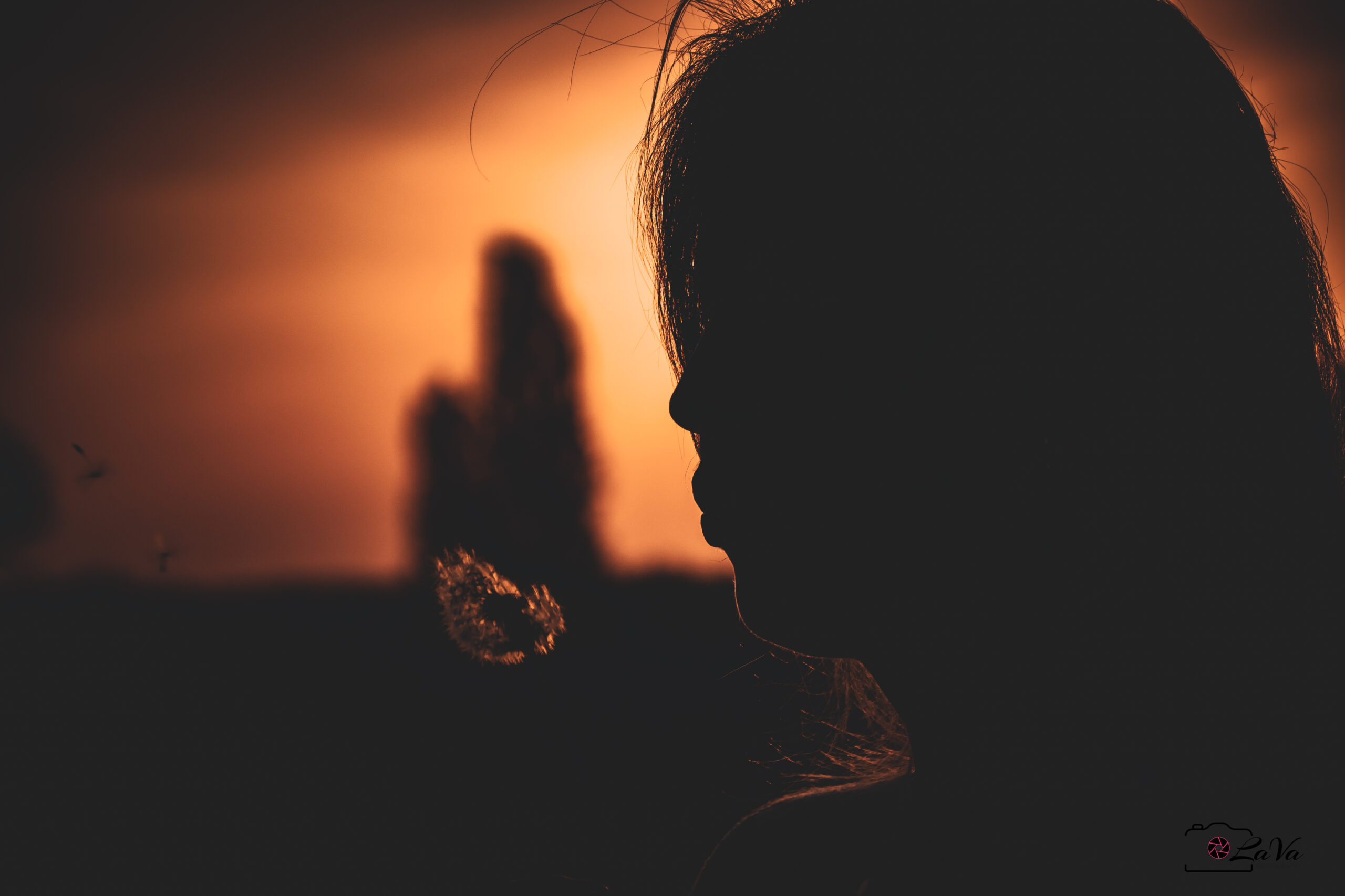 Silhouette, Sonnenuntergang, Pusteblume